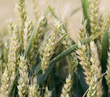 Bürgerdienst in der Landwirtschaft, ENAPA bereit junge Leute auszubilden