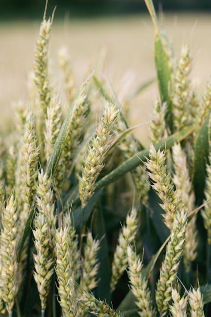 Bürgerdienst in der Landwirtschaft, ENAPA bereit junge Leute auszubilden