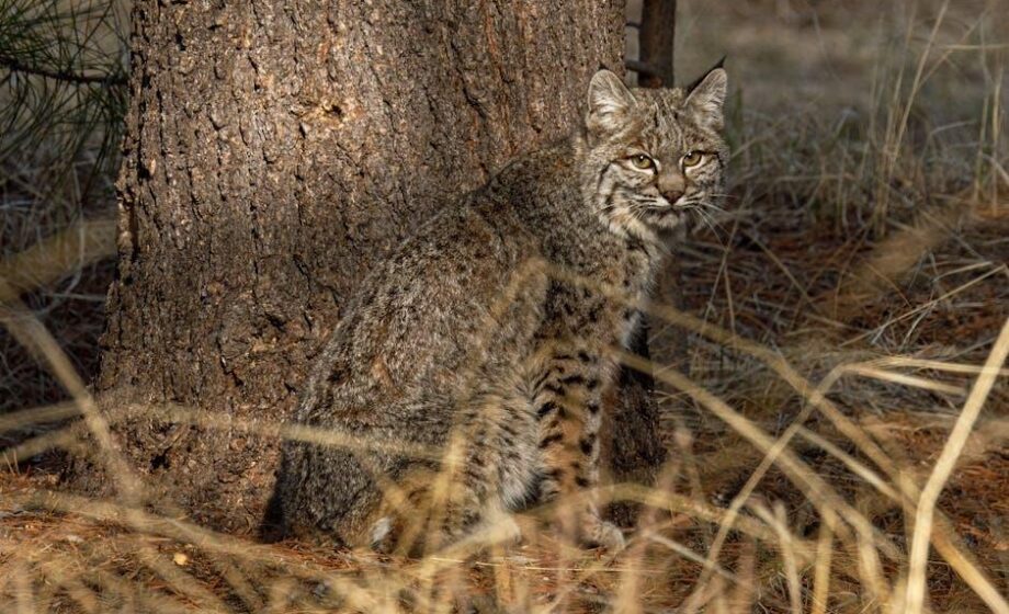 Bobcat enthüllt vielseitigen Teleskoplader TL623