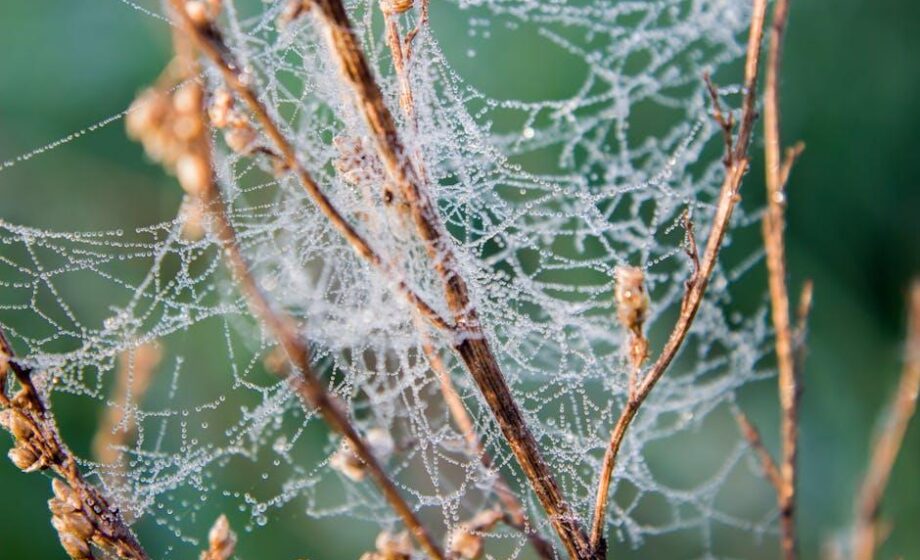 Wie Bio-Landbau in Klimaprojekte passt