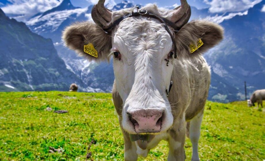 Milch häufiger in Werbeaktionen