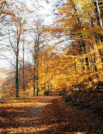 Agraraktivitäten im Herbst rückläufig, laut Beige Book