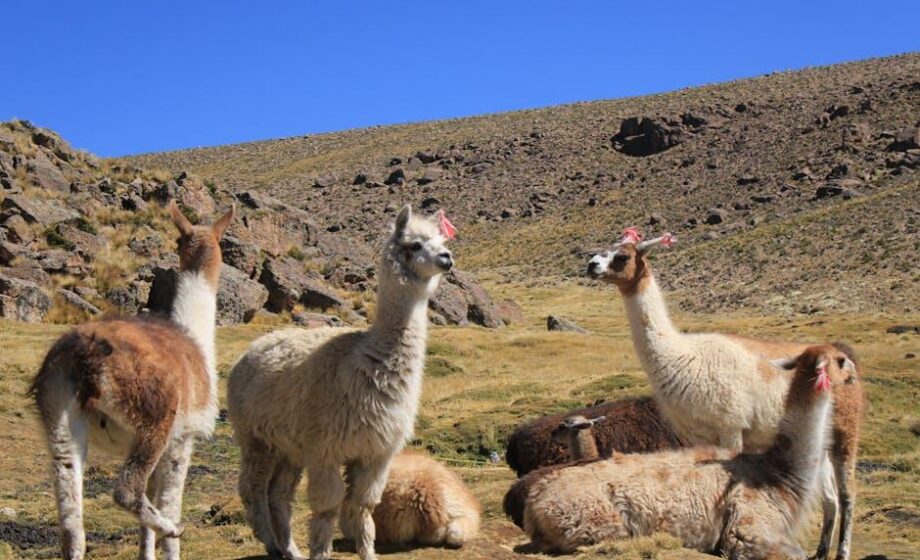 Trendtierhaltung: Alpakas und Lamas in Deutschland beliebt
