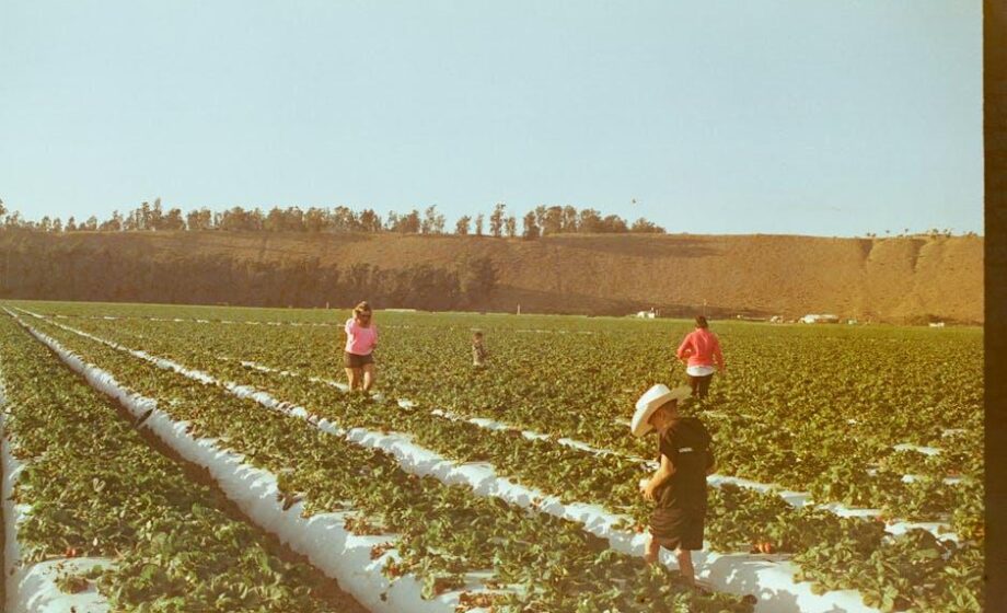 Agro-Foodsektor: Pfeiler des ‚Made in Italy‘ für Oberlatium – Treffen Unicredit – Confagricoltura Lazio