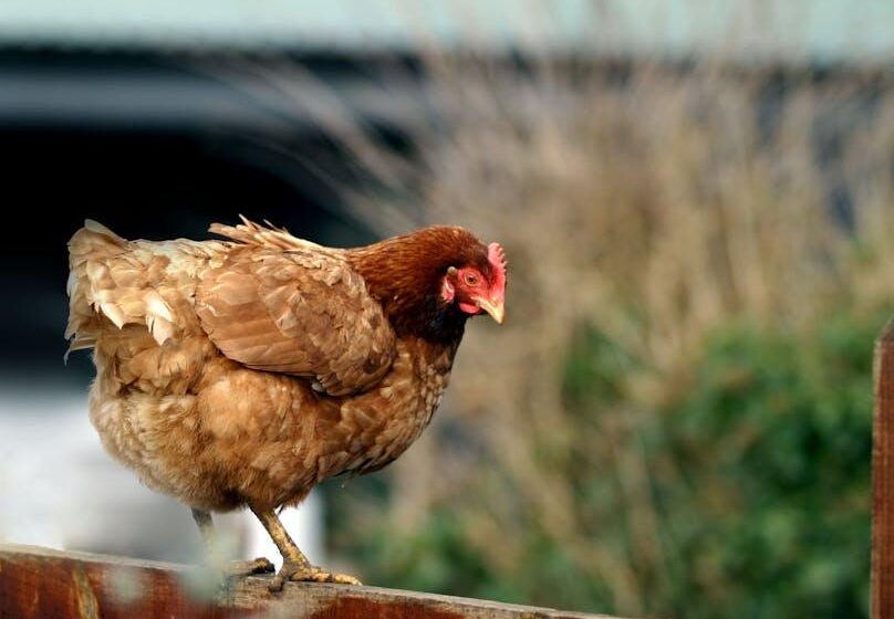 Wiederwahl unsicher für Farm Bill-Überläufer