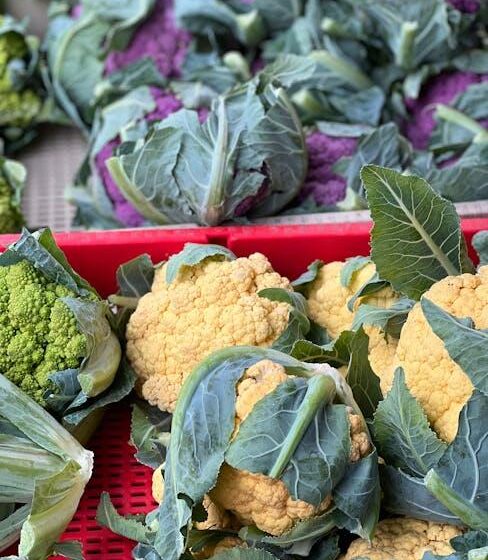 Confagricoltura auf Ecomondo: Fokus auf Agrofood und Bio-Bau