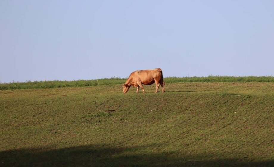 Aktivisten verklagen Fnsea in Corrèze