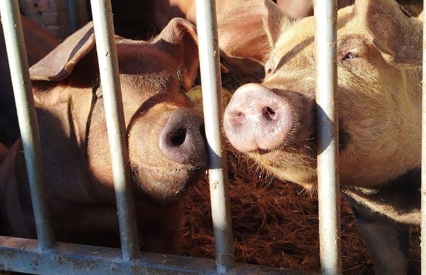 Landwirte: Umfrage zur Agrar-Umweltbeteiligung