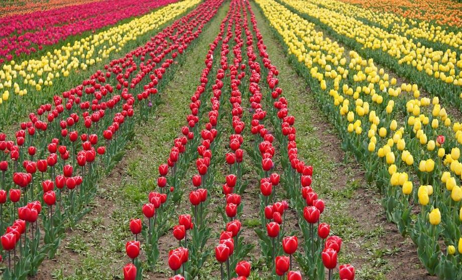 Agro-News: Informationen für Agrarunternehmen