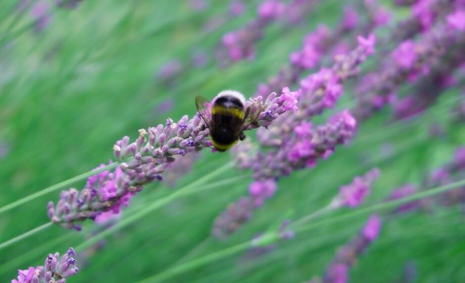 Initiative „Bienen füttern!“ für Artenvielfalt
