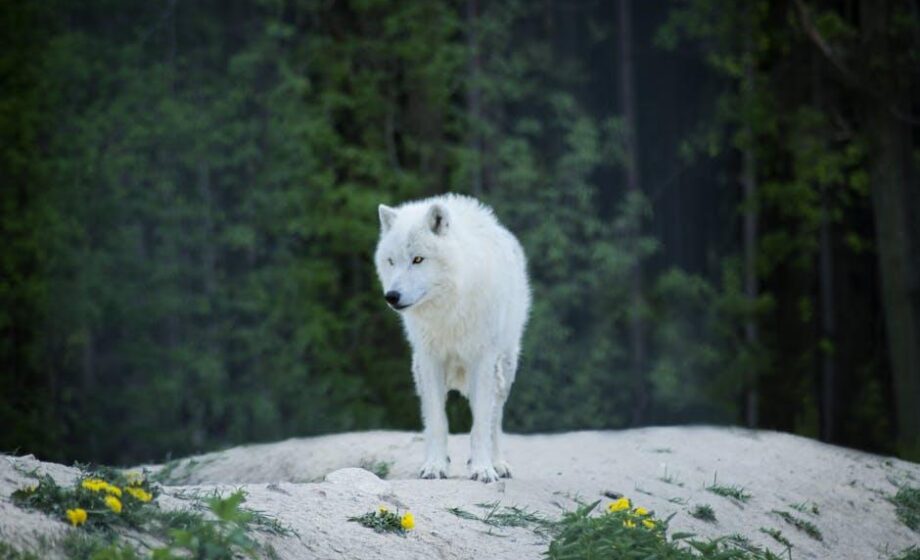 Wolf herabgestuft: Großer Schritt zur Balance in Regionen