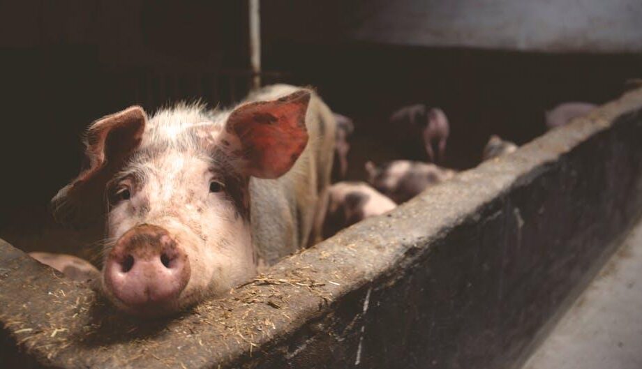 Agro-Lebensmittelindustrie: Neue Prozesse für neue Produkte