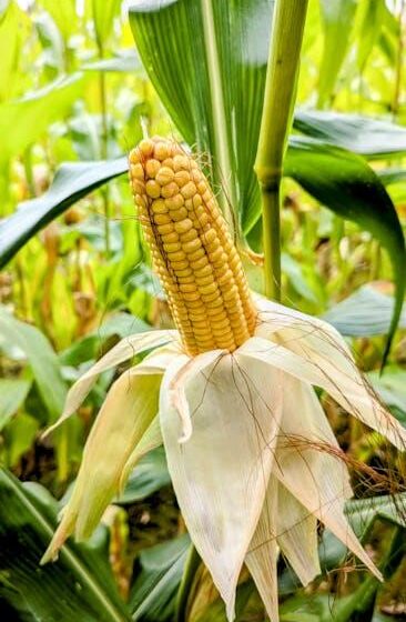 Biogas-Steuergutschrift fördert RNG