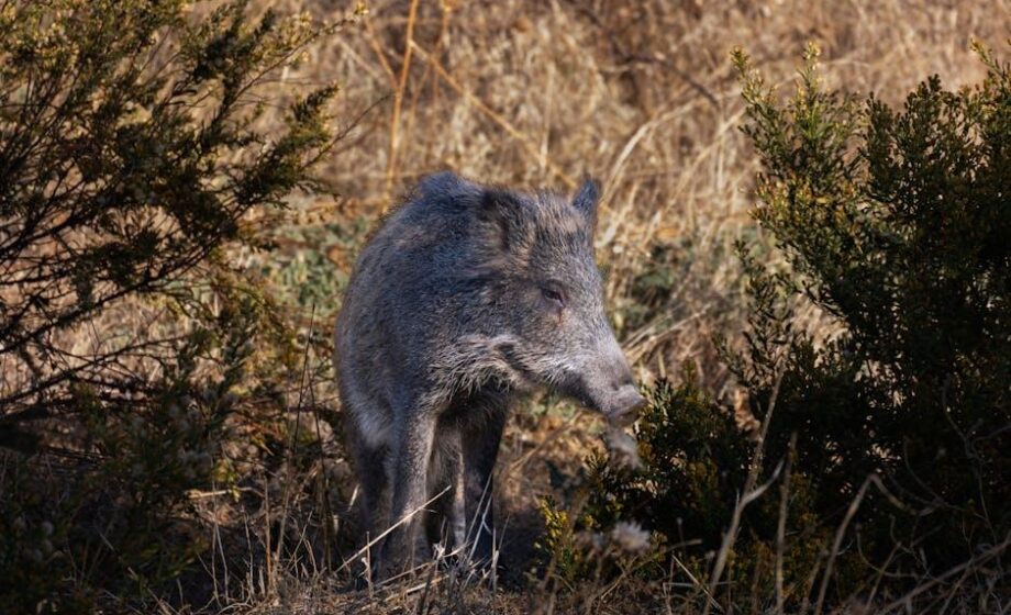 Vogelgrippe: Nur ein Schwein von Gefahr entfernt
