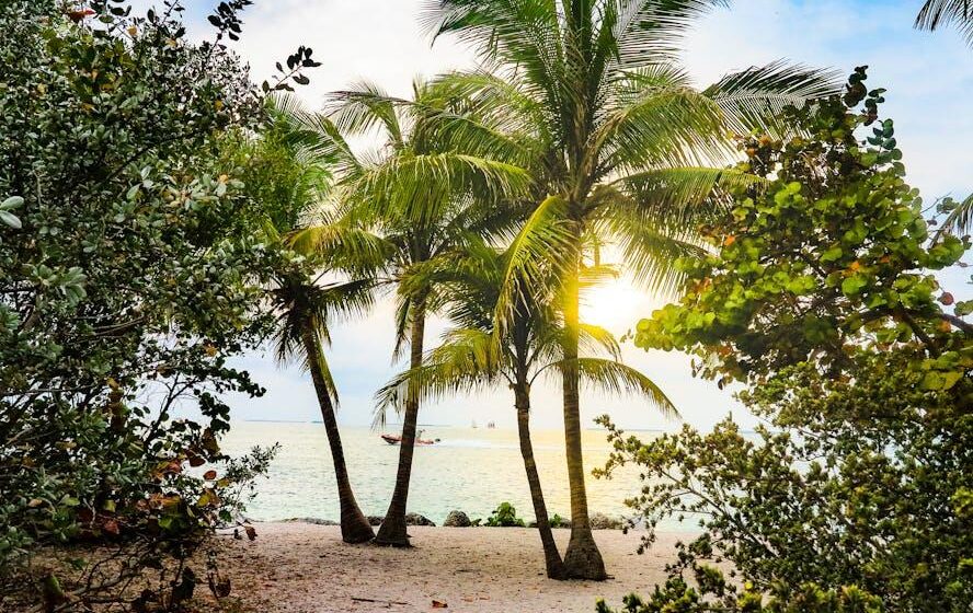 Florida: Neue ertragsreiche Erdbeere durch Agtech-Startup