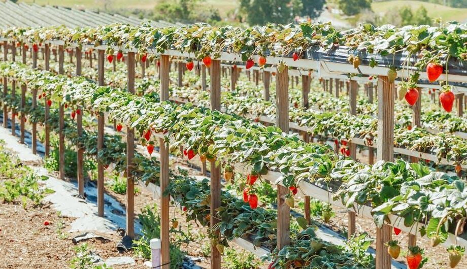 Agtech-Investitionen 2024 stark gesunken