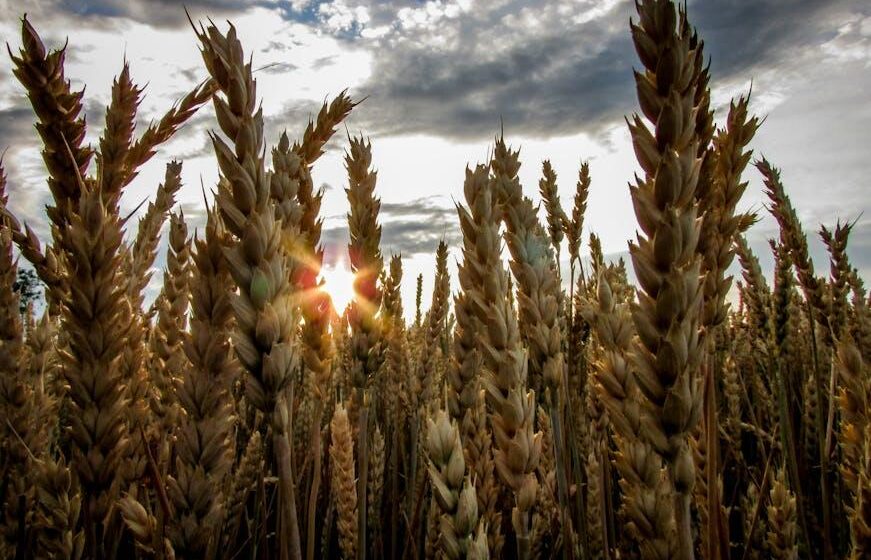 Der Agrobusiness-Report: Unternehmens-News