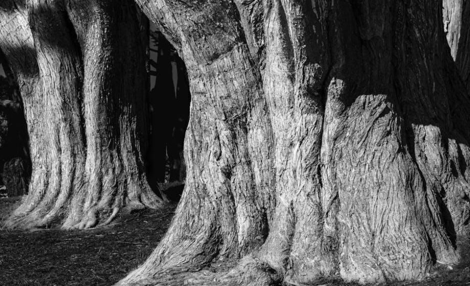 „Rooted“: Rückbesinnung auf Land und Agrargeschichte