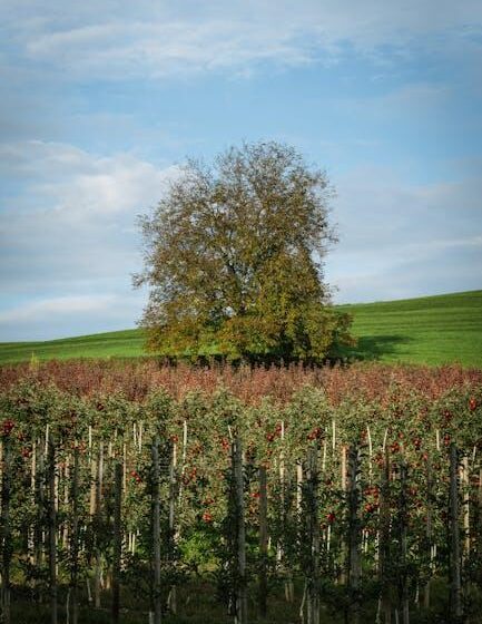Bienen: Konkurrenz und Obst – Solitärbienentag Celle