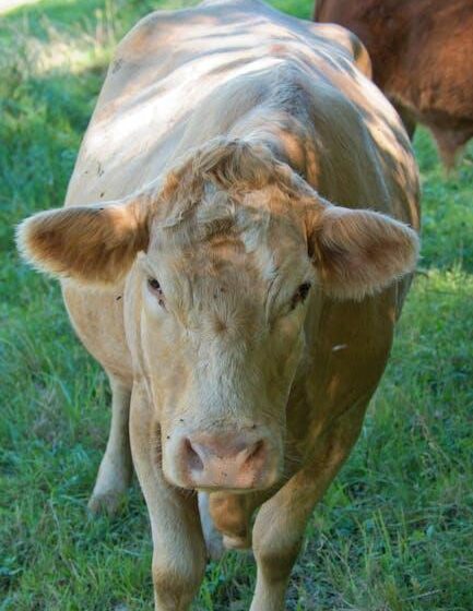 Lebensmittel- und Bauernanwälte für Rassengerechtigkeit