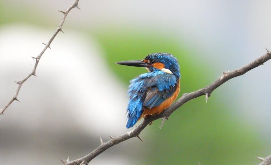 Eis auf Gewässern bedroht den Eisvogel.