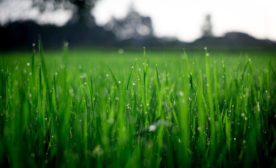 Torffreie Gartenwoche beginnt am 28. Februar