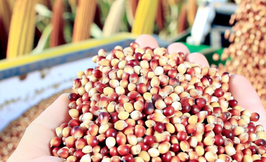 Sorghum: Eine Aussaat für zwei Ernten
