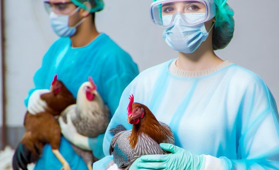 BOE aktualisiert Schutzmaßnahmen gegen Vogelgrippe