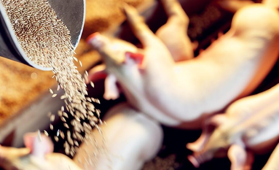 Rückgang Getreidepreise, Schweine steigen