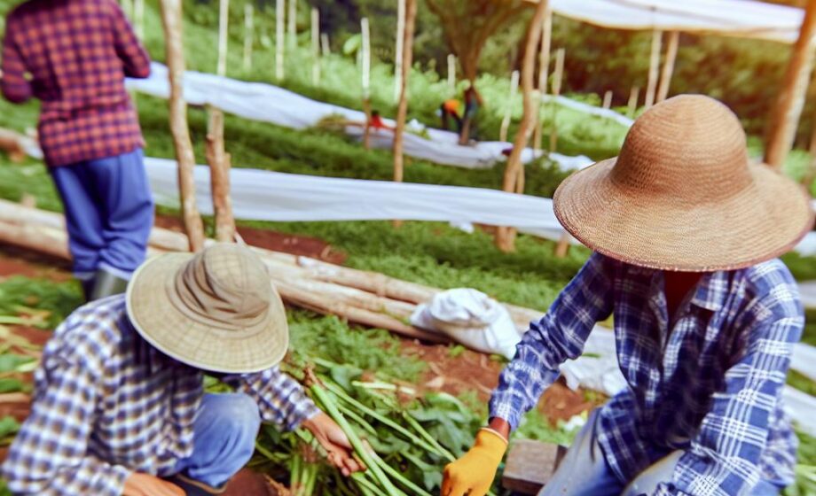 Agroforst: Unis Hohenheim & Freiburg fördern Zusammenarbeit