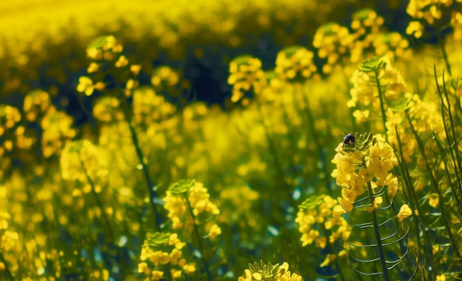 Rapsblüte in Deutschland: Landwirtschaftlicher Schlüsselakteur
