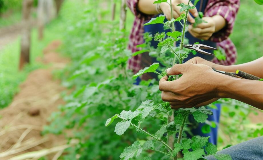 Agroforst: Uni-Kooperation für nachhaltige Landnutzung