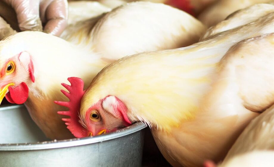 USDA hebt Regeln gegen Salmonellen-Huhn auf