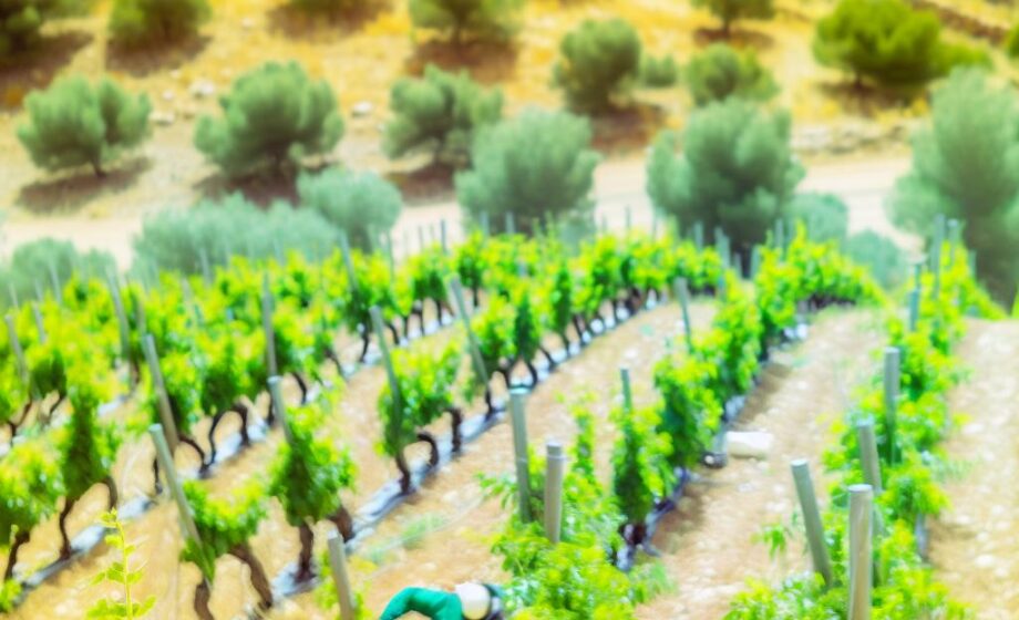 Gründüngung im mediterranen Weinbau