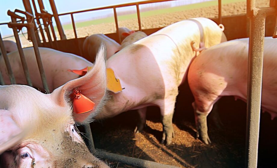 Schweinebauern: Bessere Vertragsrechte per Gesetz