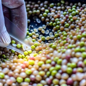 Sakata entfernt Mikroplastik aus beschichteten Saaten