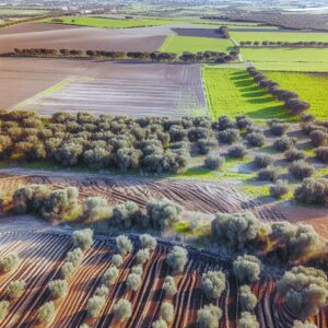Mehr als die Hälfte der italienischen Agrarflächen gepachtet