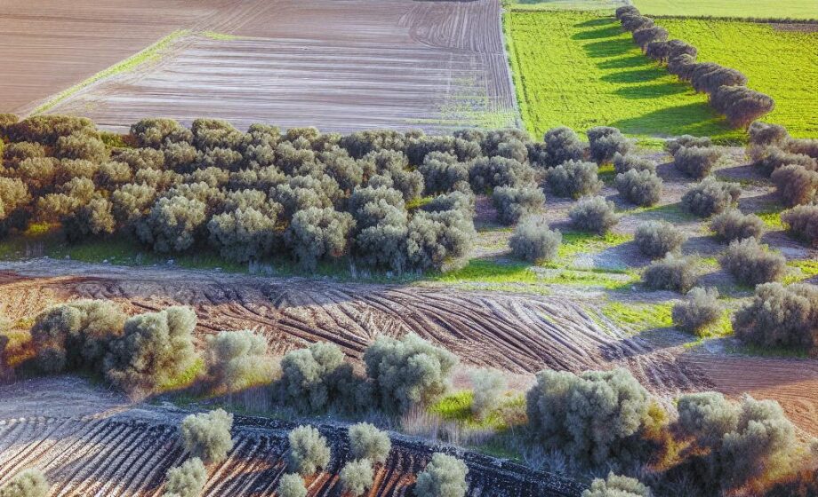 Mehr als die Hälfte der italienischen Agrarflächen gepachtet