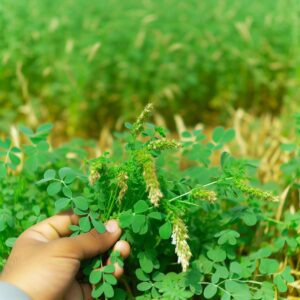 Unkrautproblematik im Alfalfa-Anbau