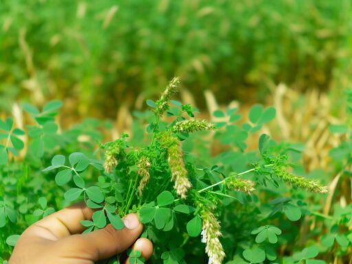 Unkrautproblematik im Alfalfa-Anbau