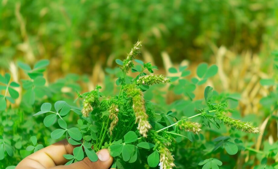 Unkrautproblematik im Alfalfa-Anbau