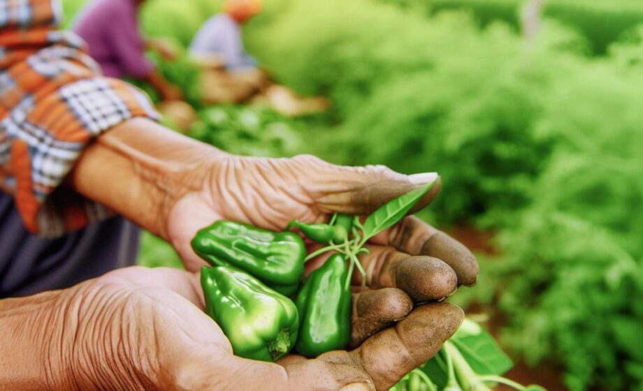 Der Agro-Impuls – Newsletter für Ernährungsbetriebe