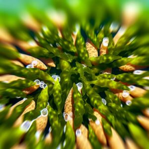Andalusische Makroalgen werden zu Bio-Düngemitteln