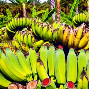 Agroseguro zahlt 7,6 Mio. an Kanarische Bananenbauern