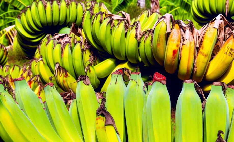 Agroseguro zahlt 7,6 Mio. an Kanarische Bananenbauern