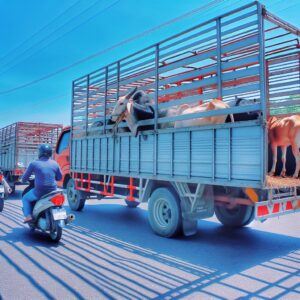 Tiertransport bei Hitze: Tipps und Richtlinien