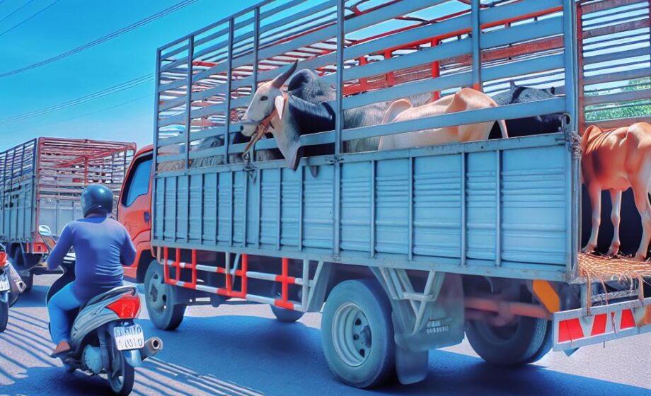 Tiertransport bei Hitze: Tipps und Richtlinien