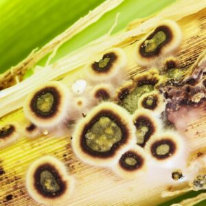 Teerfleckenpilz befällt Mais in Indiana