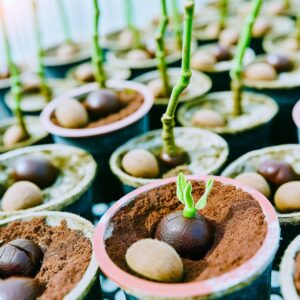 Pflanzliches Vermehrungsmaterial: Neue EU-Regeln im Fokus
