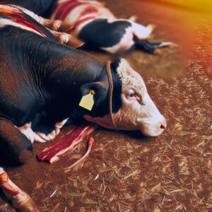 Rindfleischproduktion geht zurück: Prognosen